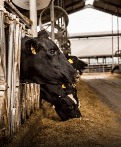 Careers at Landus - team members